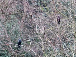 More Cormorants