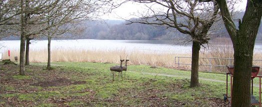 Deer Remains - Photo 2