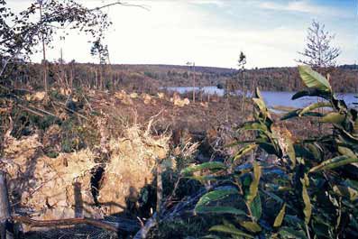 Photo of Powdermill after the Great Storm of 1987