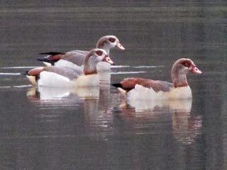 Egyptian Geese