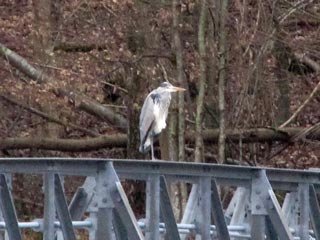The Heron Observing