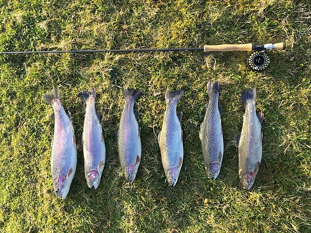 Will Lewis fish