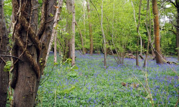 Little Brede Wood