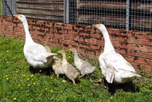 The Geese Are Growing