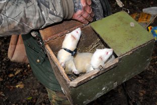 Ferrets at the Reservoir - Photo 3