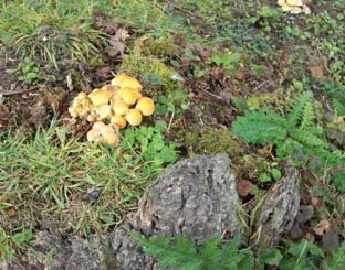 Mushrooms at Powdermill Reservoir - Photo 2