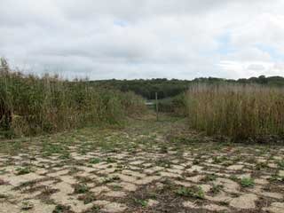 Reeds