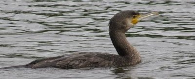 Cormorant